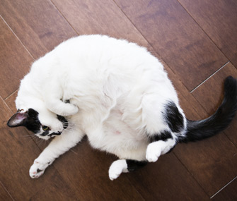 猫为什么会用腿踢自己？